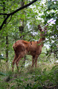 natur